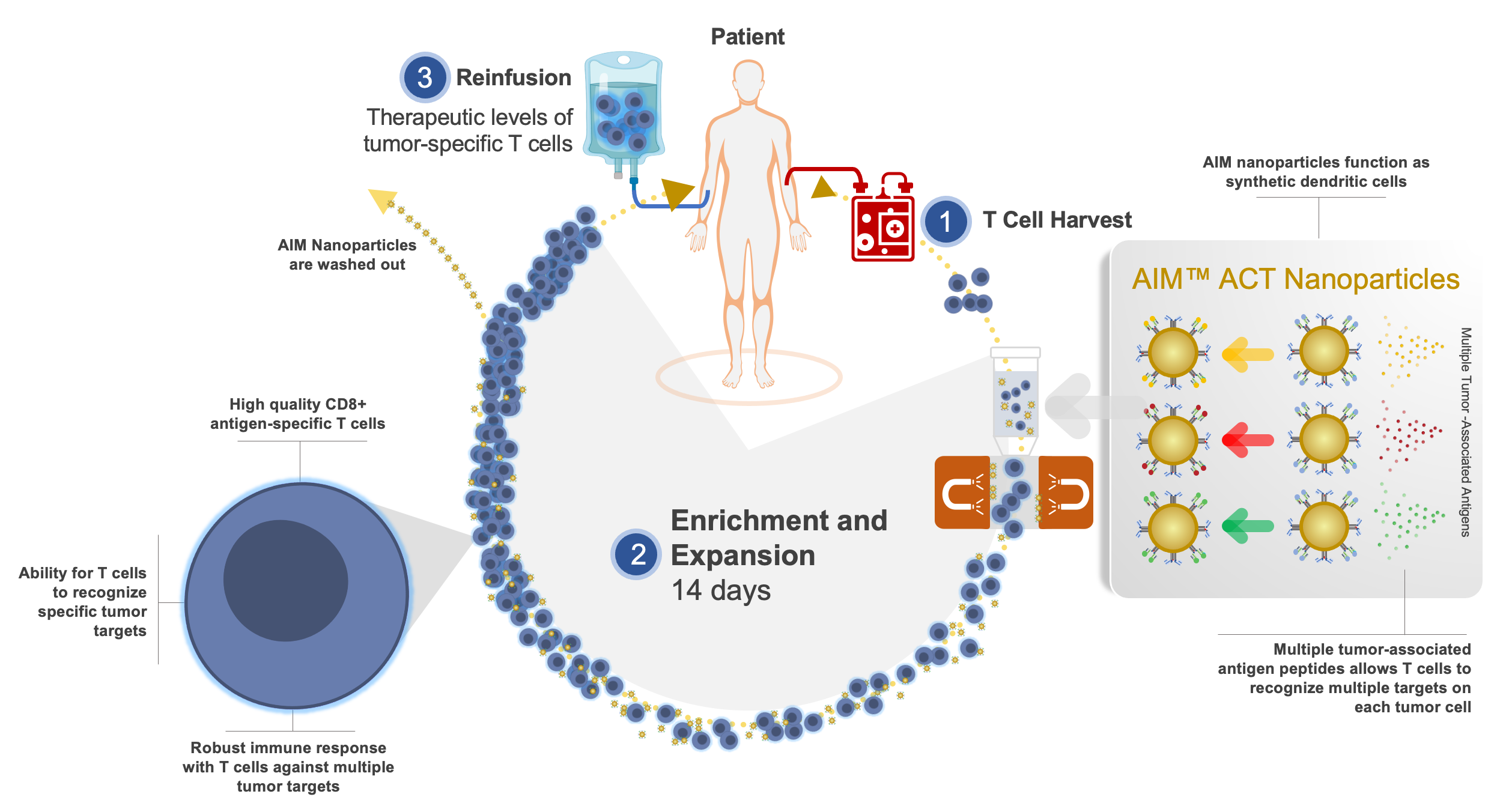 AIM Adoptive Cellular Therapy (ACT) CD8 t cells
