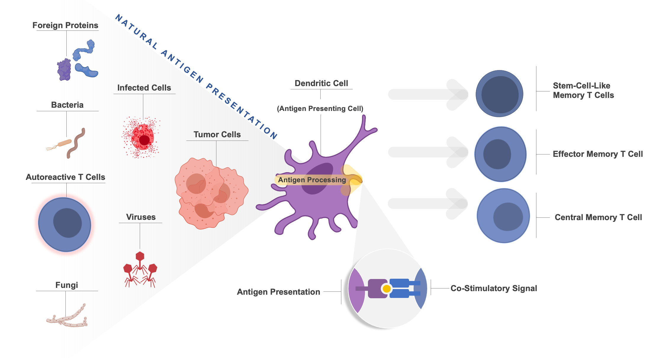 Natural antigen presentation - dendritic cell function